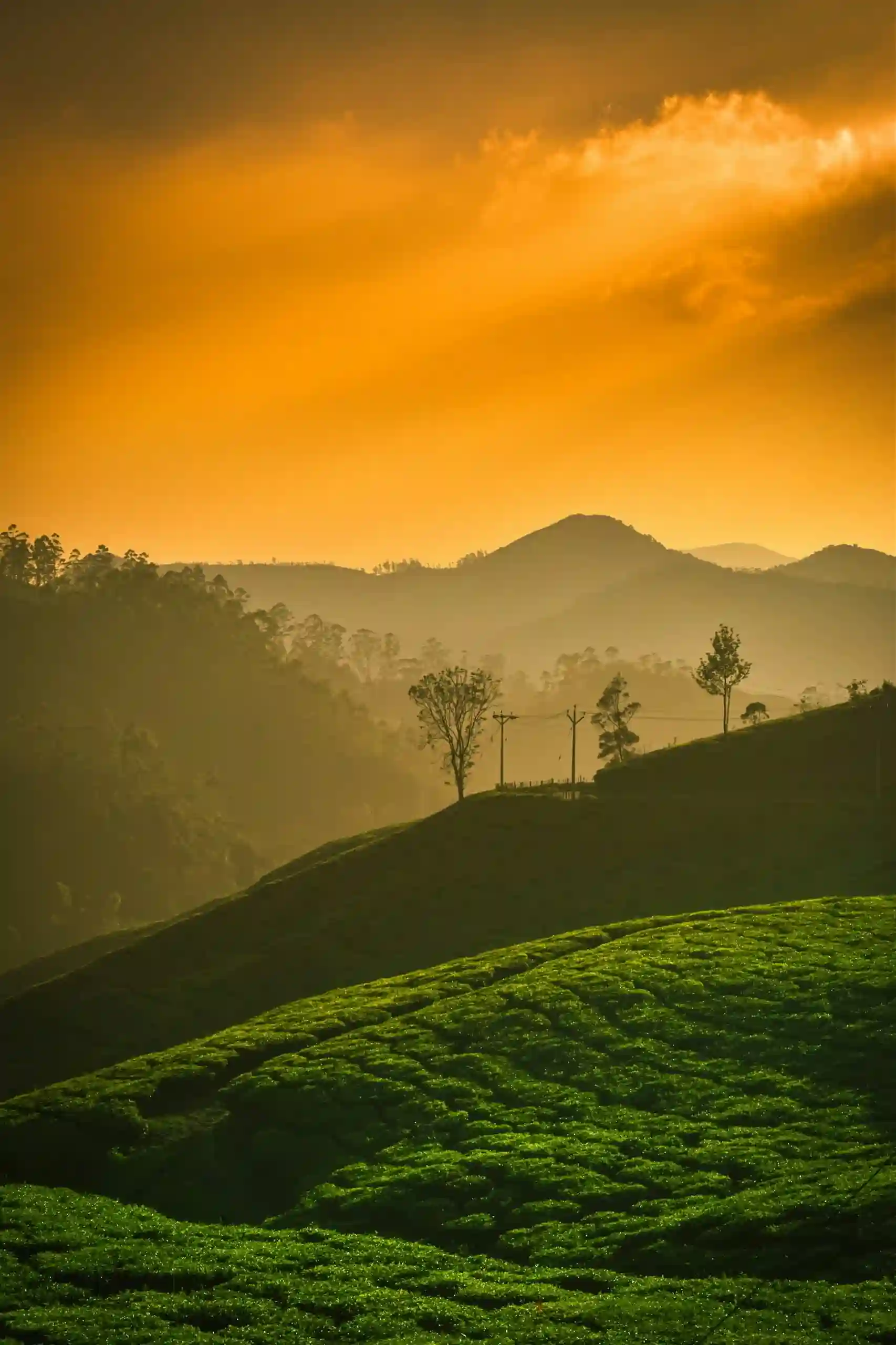 Nature